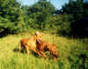 Billy&bonny.jpg (32674 bytes)