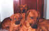 BonnnyDonny.jpg (45062 bytes)