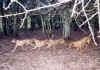 Dogs-in-woods.jpg (58162 bytes)