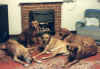 Dogs on mat.jpg (121264 bytes)
