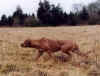 Flair Stalking.jpg (13776 bytes)