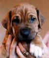 Teddy Pup Head.JPG (5948 bytes)