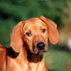 Zeeta Pup Head.JPG (13719 bytes)